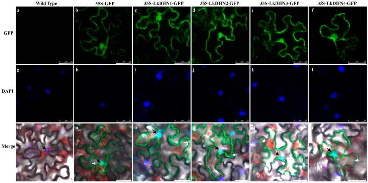 https://cdn.ncbi.nlm.nih.gov/pmc/blobs/c6ec/7915896/025167f5e9f9/ijms-22-01715-g002.jpg