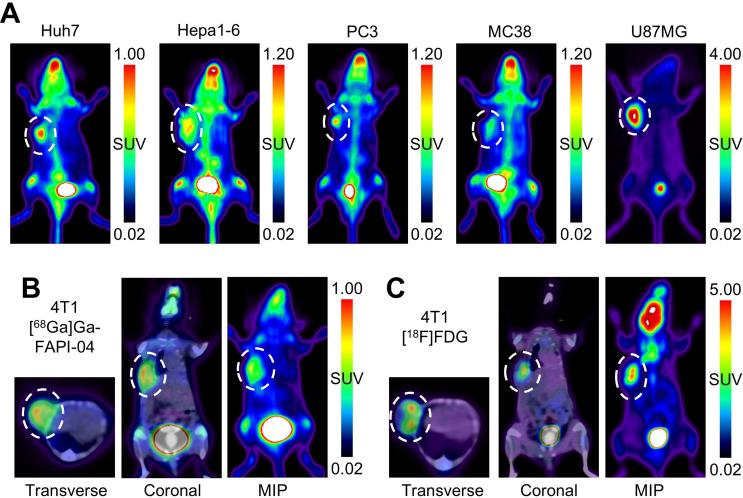 https://cdn.ncbi.nlm.nih.gov/pmc/blobs/c6ee/12014717/24897a0e84af/259_2025_7071_Fig6_HTML.jpg