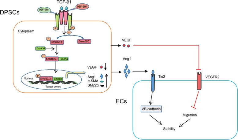 https://cdn.ncbi.nlm.nih.gov/pmc/blobs/c6ee/8112067/5b66936cd17f/13287_2021_2349_Fig9_HTML.jpg