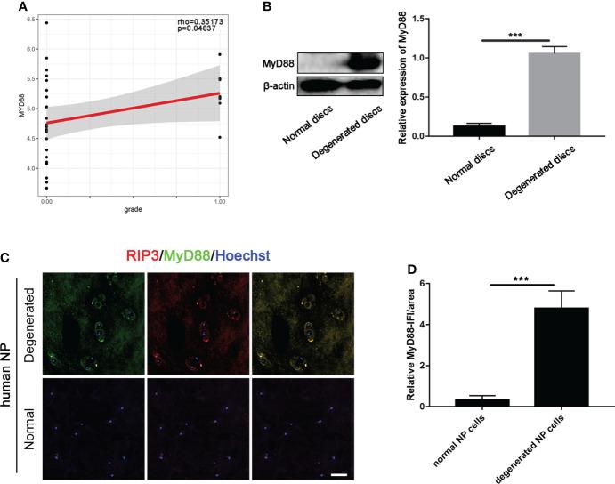 https://cdn.ncbi.nlm.nih.gov/pmc/blobs/c6ef/9532572/03236c471cc4/fendo-13-994307-g003.jpg