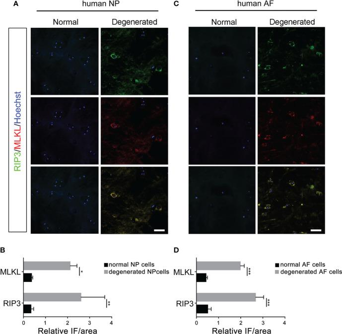 https://cdn.ncbi.nlm.nih.gov/pmc/blobs/c6ef/9532572/8ad37d661078/fendo-13-994307-g001.jpg