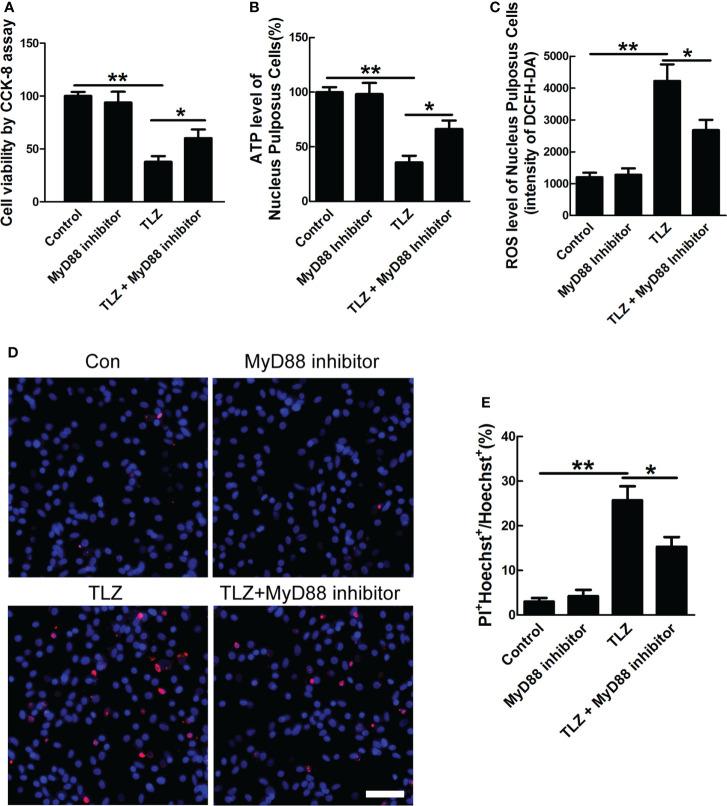 https://cdn.ncbi.nlm.nih.gov/pmc/blobs/c6ef/9532572/f38f558e2f55/fendo-13-994307-g004.jpg