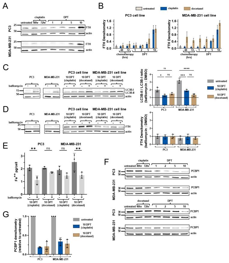 https://cdn.ncbi.nlm.nih.gov/pmc/blobs/c6f2/12072162/94af4bceef3a/ijms-26-04193-g002.jpg