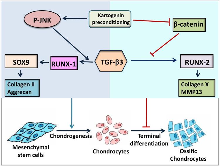 https://cdn.ncbi.nlm.nih.gov/pmc/blobs/c6f3/12174920/a5eb3e83f614/IJN-20-7443-g0008.jpg