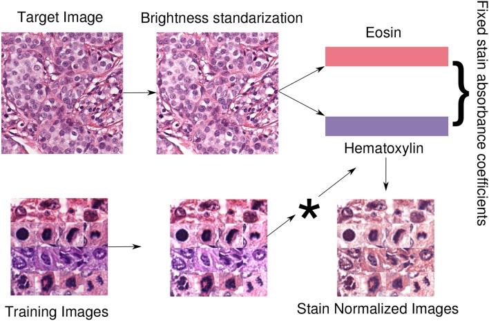 https://cdn.ncbi.nlm.nih.gov/pmc/blobs/c6f4/6716536/e03fdbbb991d/fbioe-07-00198-g0005.jpg
