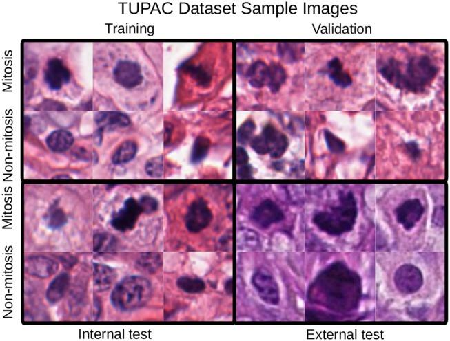 https://cdn.ncbi.nlm.nih.gov/pmc/blobs/c6f4/6716536/f96f387845b7/fbioe-07-00198-g0003.jpg
