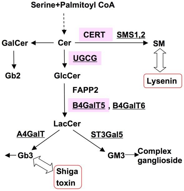 https://cdn.ncbi.nlm.nih.gov/pmc/blobs/c6f6/3912166/d148f67acf8d/pone.0088124.g001.jpg