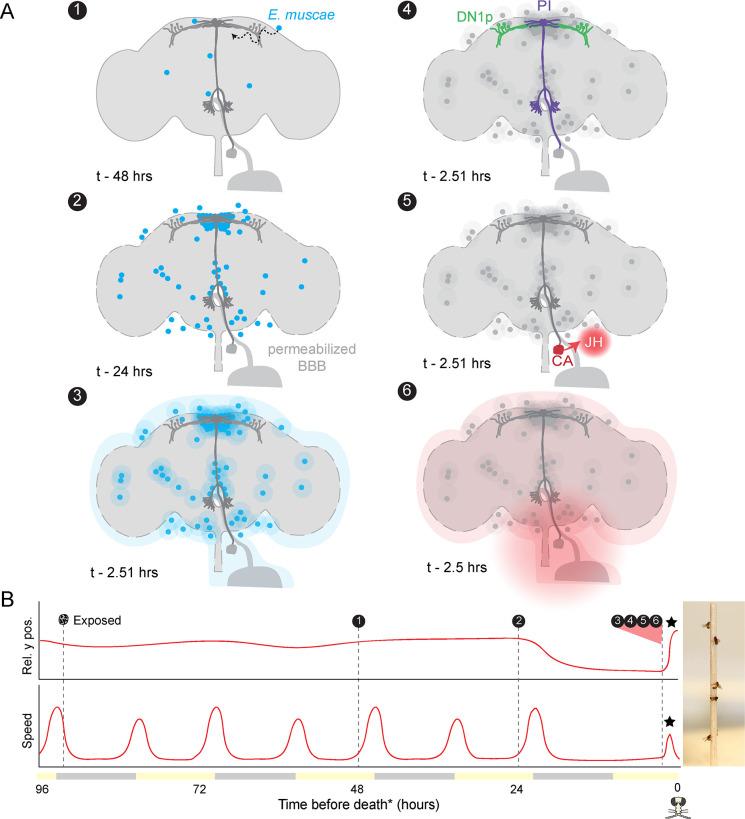 https://cdn.ncbi.nlm.nih.gov/pmc/blobs/c704/10259475/a37f0834b894/elife-85410-fig7.jpg