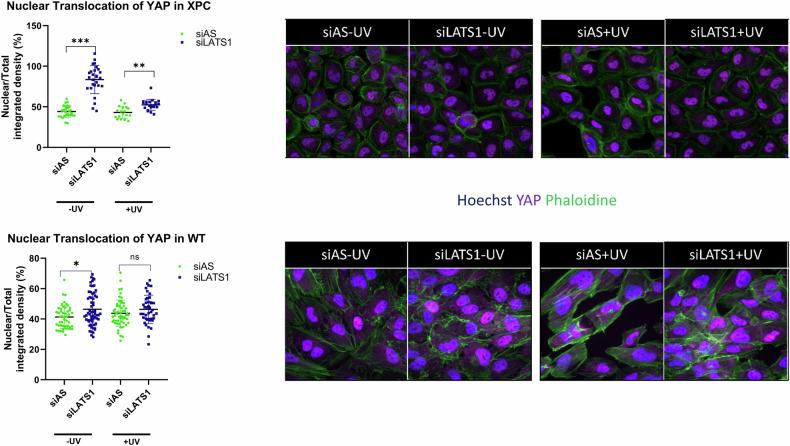 https://cdn.ncbi.nlm.nih.gov/pmc/blobs/c705/11577109/30d164370f66/41419_2024_7186_Fig6_HTML.jpg