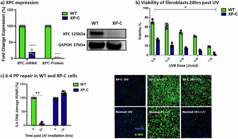 https://cdn.ncbi.nlm.nih.gov/pmc/blobs/c705/11577109/d5592b65bdee/41419_2024_7186_Fig1_HTML.jpg