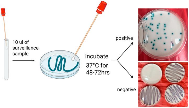 https://cdn.ncbi.nlm.nih.gov/pmc/blobs/c705/12298640/a8b45173049c/microorganisms-13-01461-g003.jpg