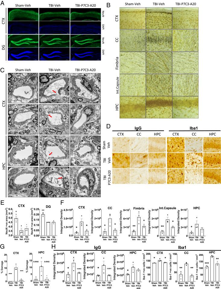 https://cdn.ncbi.nlm.nih.gov/pmc/blobs/c706/7959512/470fe4dad3f8/pnas.2010430117fig02.jpg