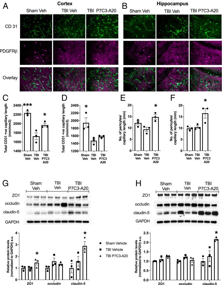 https://cdn.ncbi.nlm.nih.gov/pmc/blobs/c706/7959512/8094611a2a46/pnas.2010430117fig03.jpg