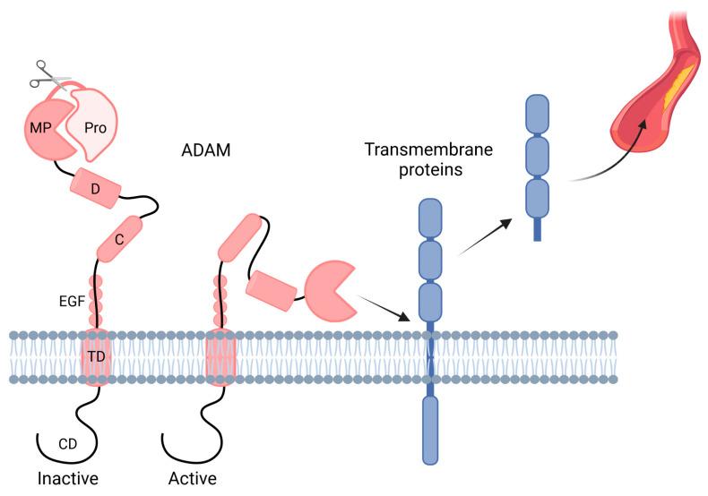 https://cdn.ncbi.nlm.nih.gov/pmc/blobs/c707/10139114/a507ad1784aa/ijms-24-07309-g001.jpg
