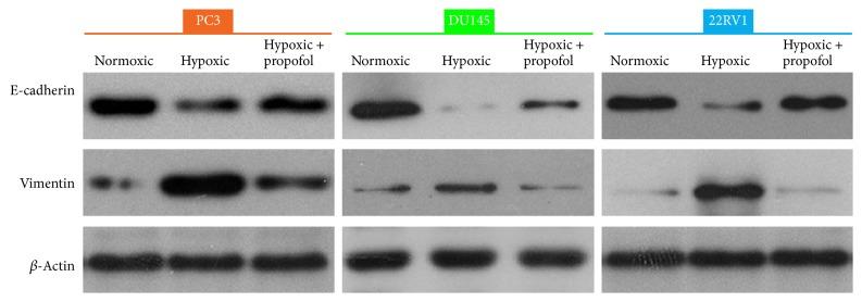 https://cdn.ncbi.nlm.nih.gov/pmc/blobs/c708/5820676/909d8a3d3155/BMRI2018-4174232.003.jpg