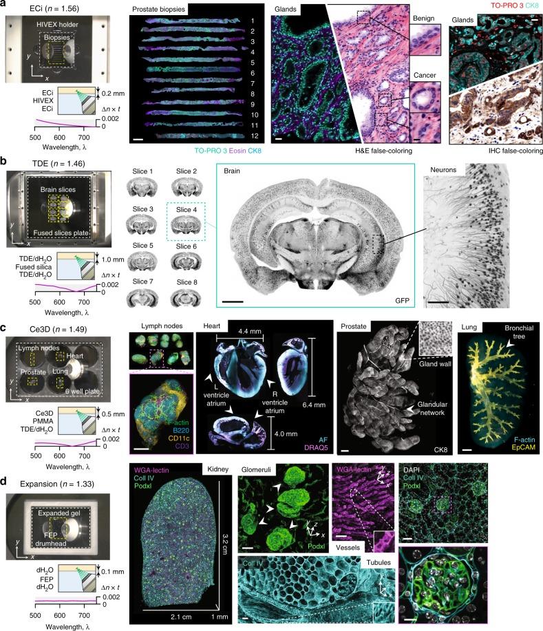 https://cdn.ncbi.nlm.nih.gov/pmc/blobs/c70a/6609674/ac6d6aa9bbbc/41467_2019_10534_Fig3_HTML.jpg