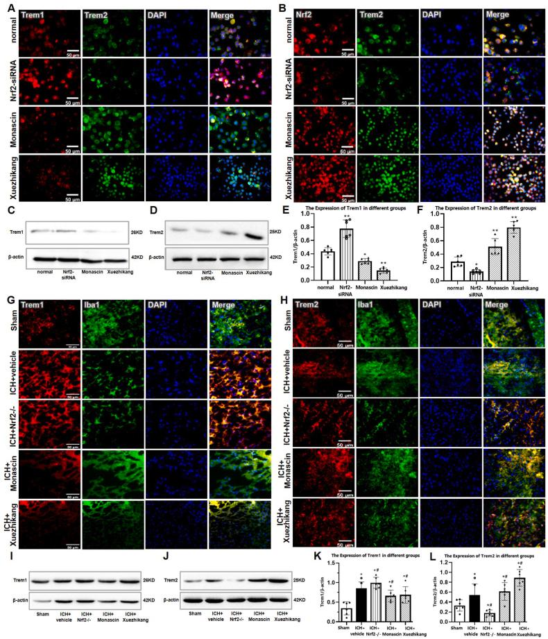https://cdn.ncbi.nlm.nih.gov/pmc/blobs/c70a/9957781/f1aac509551a/gr2.jpg