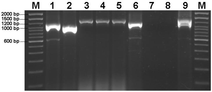 https://cdn.ncbi.nlm.nih.gov/pmc/blobs/c70d/11482489/03f1a4898fbb/animals-14-02867-g001.jpg