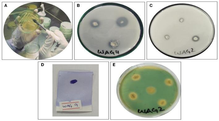 https://cdn.ncbi.nlm.nih.gov/pmc/blobs/c70e/10777731/3a4b4ff511f2/fmicb-14-1285566-g0002.jpg