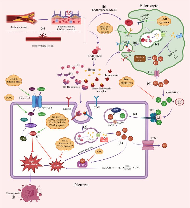 https://cdn.ncbi.nlm.nih.gov/pmc/blobs/c711/11239950/a0f1234fd5e4/41420_2024_2049_Fig2_HTML.jpg