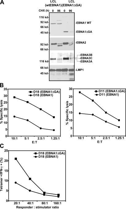 https://cdn.ncbi.nlm.nih.gov/pmc/blobs/c712/2137904/d918bd17c837/jem2040525f03.jpg