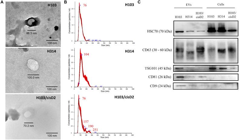 https://cdn.ncbi.nlm.nih.gov/pmc/blobs/c717/12059068/452d5d5b5352/41598_2025_703_Fig4_HTML.jpg