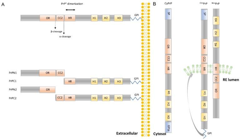 https://cdn.ncbi.nlm.nih.gov/pmc/blobs/c718/7140396/6bf5ae67c46a/cells-09-00591-g003.jpg