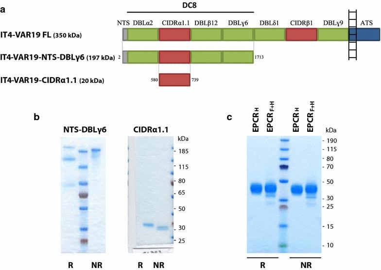 https://cdn.ncbi.nlm.nih.gov/pmc/blobs/c719/4672576/838da96f87ae/12936_2015_1008_Fig1_HTML.jpg