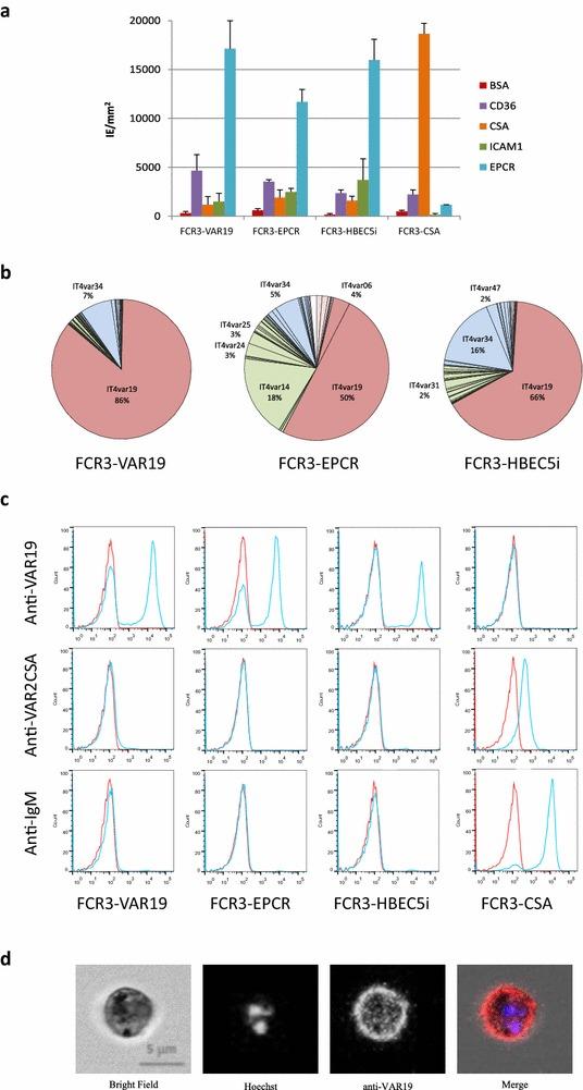 https://cdn.ncbi.nlm.nih.gov/pmc/blobs/c719/4672576/cb499411d4b6/12936_2015_1008_Fig4_HTML.jpg
