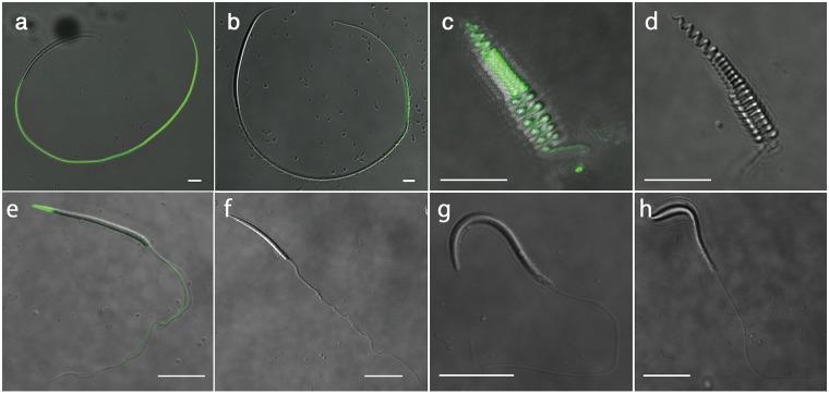 https://cdn.ncbi.nlm.nih.gov/pmc/blobs/c719/5007030/c1423eb6f4cb/pone.0160445.g004.jpg