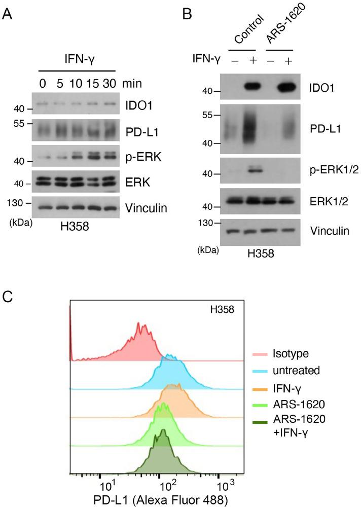 https://cdn.ncbi.nlm.nih.gov/pmc/blobs/c71d/11615605/1f4b7912c202/gr4.jpg