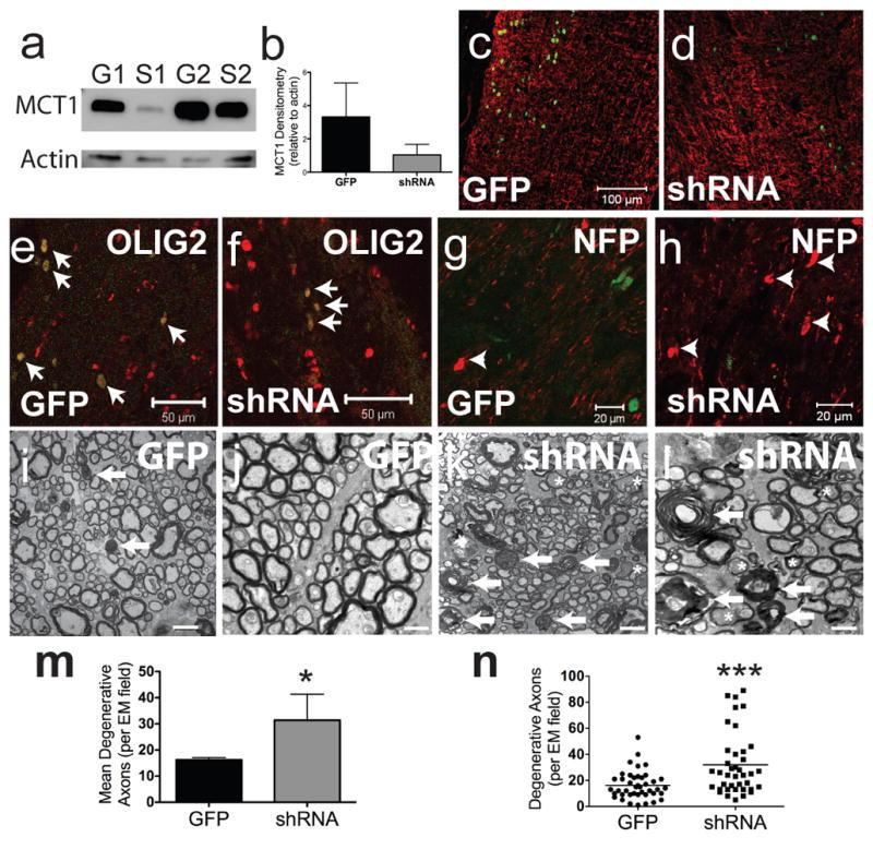 https://cdn.ncbi.nlm.nih.gov/pmc/blobs/c71d/3408792/80029234c9b8/nihms385544f5.jpg