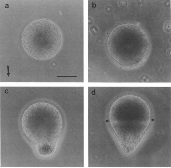 https://cdn.ncbi.nlm.nih.gov/pmc/blobs/c71d/372870/816535f3311e/microrev00029-0065-a.jpg