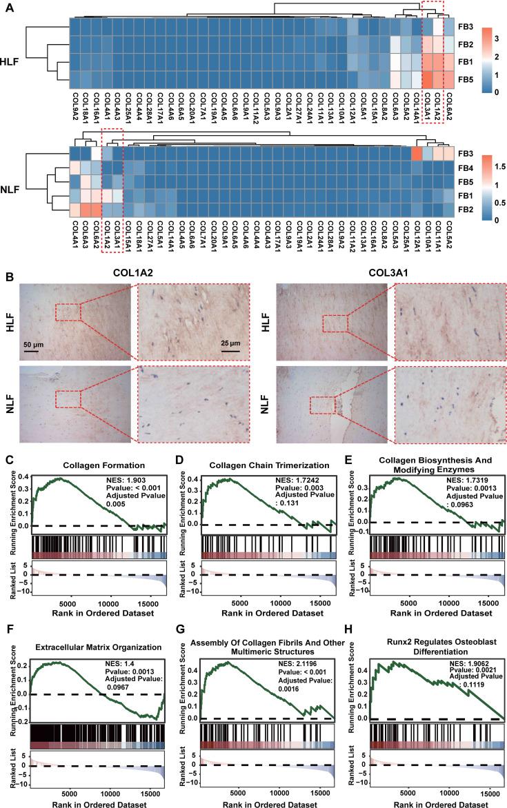 https://cdn.ncbi.nlm.nih.gov/pmc/blobs/c71f/12119296/c08bde90fd02/fimmu-16-1569296-g004.jpg