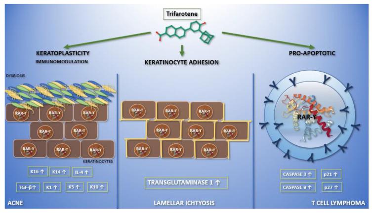 https://cdn.ncbi.nlm.nih.gov/pmc/blobs/c723/7996910/8a5cce2285b9/biomedicines-09-00237-g001.jpg