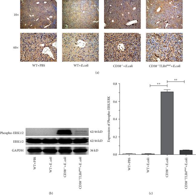 https://cdn.ncbi.nlm.nih.gov/pmc/blobs/c723/8026301/c447083b30fc/JIR2021-6687555.004.jpg