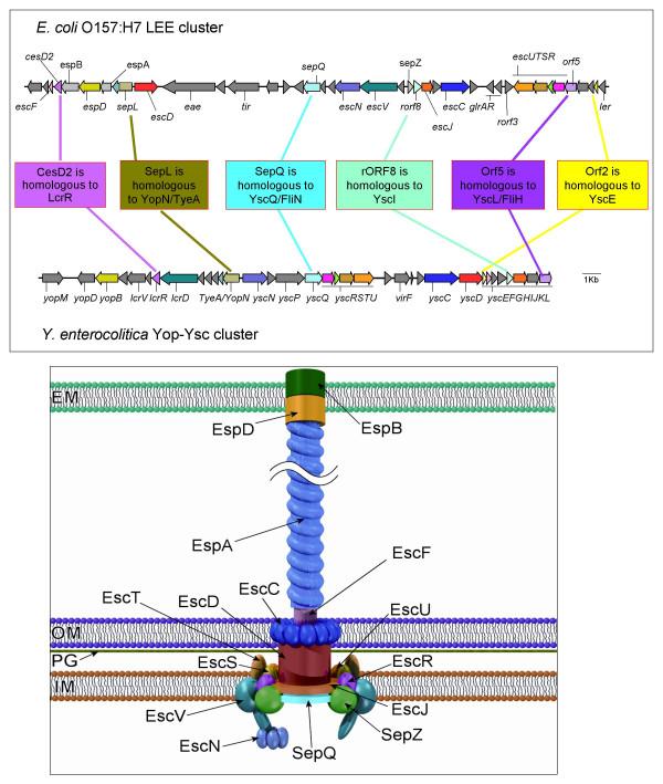 https://cdn.ncbi.nlm.nih.gov/pmc/blobs/c728/1084347/42a2b8316f0f/1471-2180-5-9-1.jpg