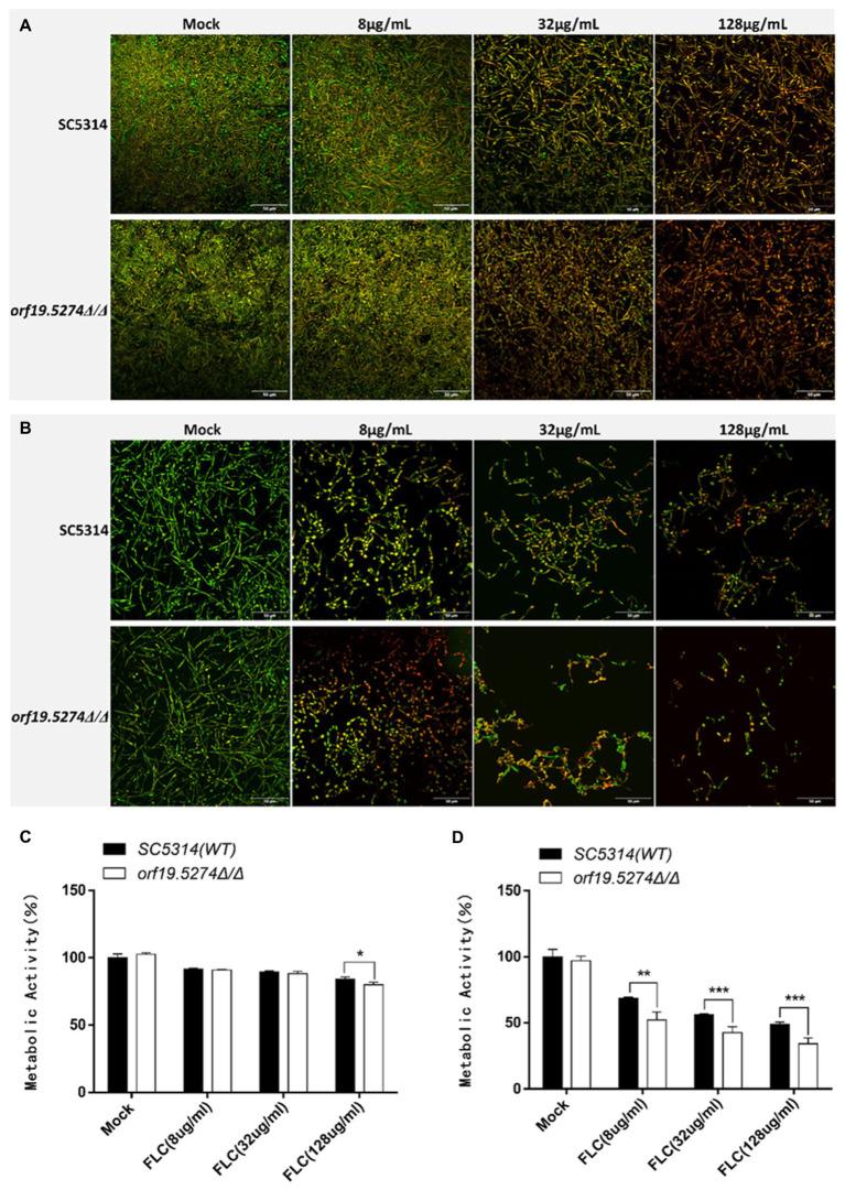 https://cdn.ncbi.nlm.nih.gov/pmc/blobs/c728/9575988/3577e6a8d49c/fmicb-13-990318-g006.jpg