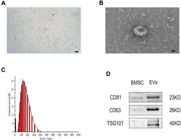 https://cdn.ncbi.nlm.nih.gov/pmc/blobs/c72b/8715093/12cbfea3a8db/fbioe-09-772002-g001.jpg
