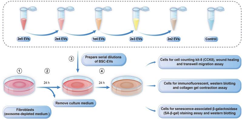 https://cdn.ncbi.nlm.nih.gov/pmc/blobs/c72d/11921531/0f3ef0c5248f/13287_2025_4268_Fig3_HTML.jpg