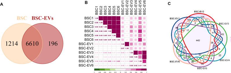 https://cdn.ncbi.nlm.nih.gov/pmc/blobs/c72d/11921531/b505c45bfb12/13287_2025_4268_Fig7_HTML.jpg