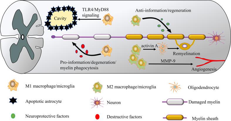 https://cdn.ncbi.nlm.nih.gov/pmc/blobs/c731/9751019/4c24e578b1f5/fimmu-13-1014013-g002.jpg