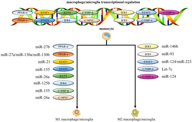 https://cdn.ncbi.nlm.nih.gov/pmc/blobs/c731/9751019/f8a6be8e1b35/fimmu-13-1014013-g004.jpg