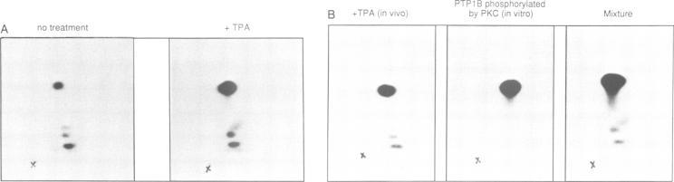 https://cdn.ncbi.nlm.nih.gov/pmc/blobs/c732/413415/623a7fee964c/emboj00077-0212-b.jpg
