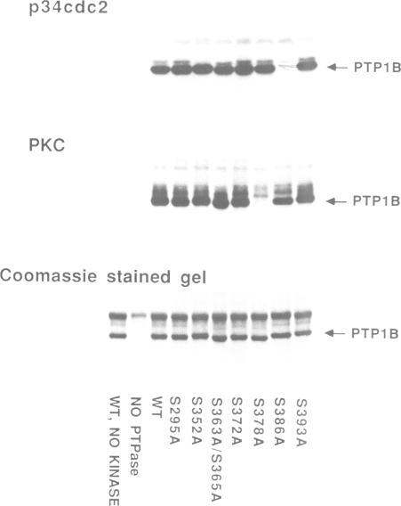 https://cdn.ncbi.nlm.nih.gov/pmc/blobs/c732/413415/c9cad73afa35/emboj00077-0210-b.jpg