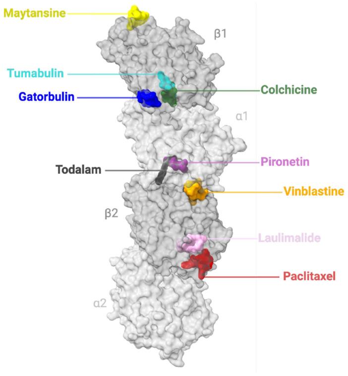 https://cdn.ncbi.nlm.nih.gov/pmc/blobs/c736/12347508/b2b1d8379f42/ijms-26-07652-g002.jpg