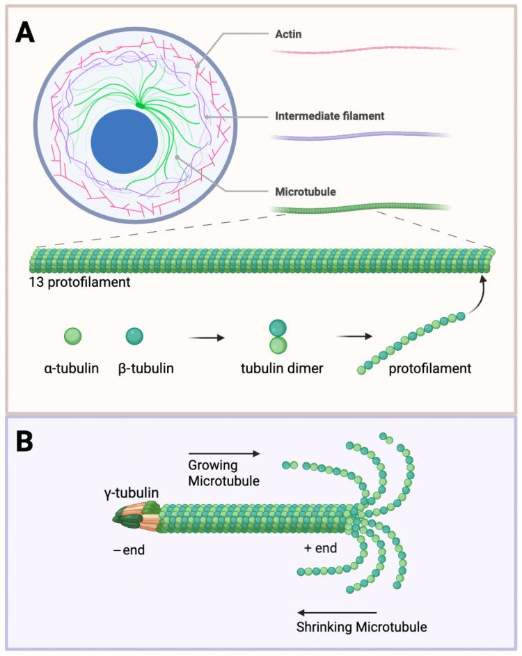 https://cdn.ncbi.nlm.nih.gov/pmc/blobs/c736/12347508/e04944f9e827/ijms-26-07652-g001.jpg