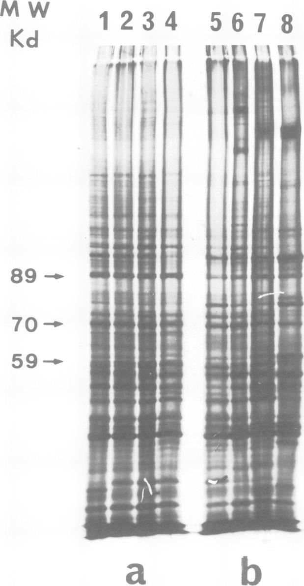 https://cdn.ncbi.nlm.nih.gov/pmc/blobs/c737/555109/41ff18b0c4ce/emboj00255-0026-a.jpg