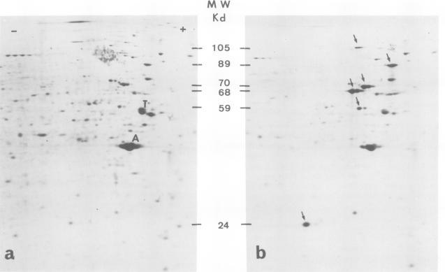 https://cdn.ncbi.nlm.nih.gov/pmc/blobs/c737/555109/9dd31eb7f19f/emboj00255-0024-a.jpg
