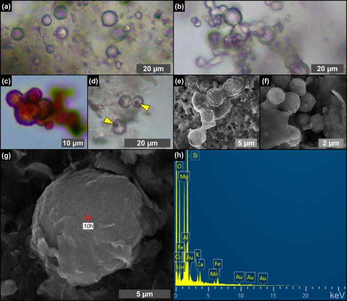 https://cdn.ncbi.nlm.nih.gov/pmc/blobs/c739/11629073/a1601cc55197/GBI-22-e70007-g008.jpg